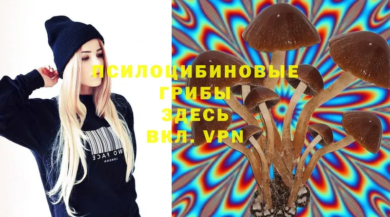 Галлюциногенные грибы Psilocybine cubensis  Богучар 